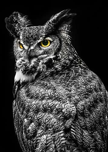 Wisdom Owl II Art Print by Ronin
