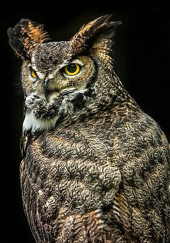 Wisdom Owl III Art Print by Ronin